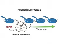 DNA structure itself is involved in genome regulation