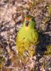 DNA uncovers 1 of the world's rarest birds