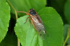 Do adult periodical cicadas actually feed on anything?