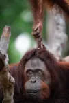 Do apes have humor?