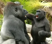 Do apes have humor? 2