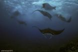 Do Guam mantas plan moon parties?