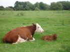 Do you speak cow? Researchers listen in on 'conversations' between cattle 2