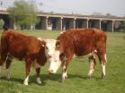 Do you speak cow? Researchers listen in on 'conversations' between cattle 3