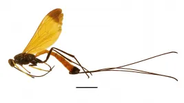 Dolichomitus meii wasp discovered in Amazonia is like a flying jewel