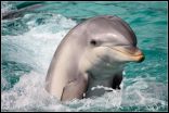 Dolphins are attracted to magnets