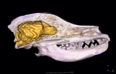 Domestication causes smaller brian size in dogs than in the wolf, but such an evolutionary change is not unusual in wild animals