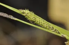 Don Quixote gives his name to a new plant species only known from La Mancha, Spain 3