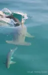 Don’t blame the sharks: Research led by UMass Amherst reveals why more hooked tarpon are being eaten