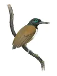 Don’t judge a fossil by its teeth: despite its toothy beak, this ancient bird ate fruit, not fish