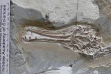 Don’t judge a fossil by its teeth: despite its toothy beak, this ancient bird ate fruit, not fish 2