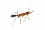 Dopamine turns worker ants into warrior queens 2