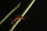 Dopamine turns worker ants into warrior queens 3