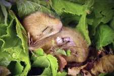 Dormice weight fluctuates as climate changes