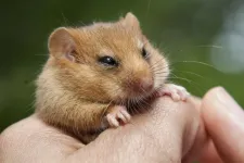 Dormice weight fluctuates as climate changes 2