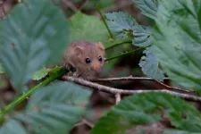 Dormice weight fluctuates as climate changes 3