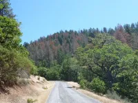 Douglas-fir in Klamath Mountains are in ‘decline spiral,’ Oregon State research shows