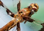 Dragonflies on the hunt display complex choreography