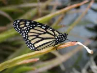 Dramatic decline in western butterfly populations linked to fall warming