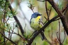 Drier winter habitat impacts songbirds’ ability to survive migration