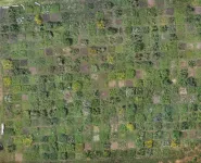 Drone-based photogrammetry: A reliable and low-cost method for estimating plant biomass