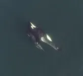 Drone footage reveals social secrets of killer whales