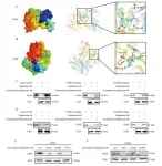 Dronedarone inhibits the proliferation of esophageal squamous cell carcinoma through the CDK4/CDK6-RB1 axis in vitro and in vivo