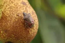 Drones and AI harnessed to monitor invasive stink bugs