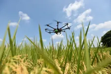 Drones and deep learning: researchers develop a new technique to quantify rice production