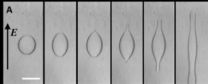 Droplet response to electric voltage in solids exposed