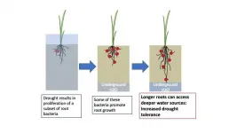 Drought changes rice root microbiome