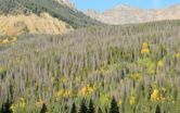 Drought in 2001-2002 fueled Rocky Mountain pine beetle outbreak