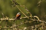 Drought in the Horn of Africa delays migrating birds