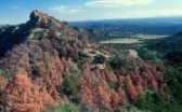 Droughts are pushing trees to the limit