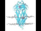 Drugs behave as predicted in computer model of key protein, enabling cancer drug discovery