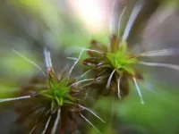 Drying without dying: Tracing water scarcity coping mechanisms from mosses to flowering plants