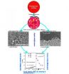 Dual solidification mechanisms of liquid ternary Fe-Cu-Sn alloy