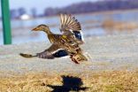 Duck migration study reveals importance of conserving wetlands, MU researchers find