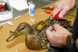 Duck migration study reveals importance of conserving wetlands, MU researchers find 2