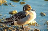 Ducks flock to Extremadura thanks to its ricefields