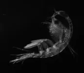 Due to sea-ice retreat, zooplankton could remain in the deep longer