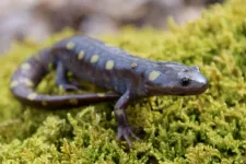 Dueling evolutionary forces drive rapid evolution of salamander coloration