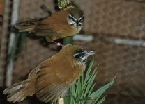 Duetting songbirds mute the musical mind of their partner to stay in sync