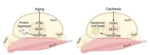 Duke-NUS discovery advances quest for treatment for age- and cancer-related muscle degeneration