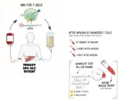 Duke-NUS scientists develop novel plug-and-play test to evaluate T cell immunotherapy effectiveness 2