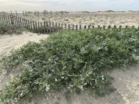 Dune restoration could increase the resilience of Southern Californias urban beaches to sea level rise