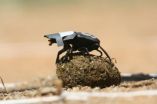 Dung beetles use stars for orientation