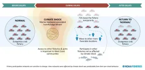 Dungeness crab fishing industry response to climate shock