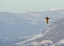 During epic migrations, great snipes fly at surprising heights by day and lower by night