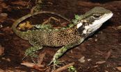 Dwarf dragons discovered in the Andes of Peru and Ecuador 2